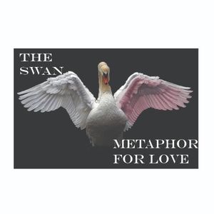 "The Swan A Metaphor For Love" By Emilia Gray